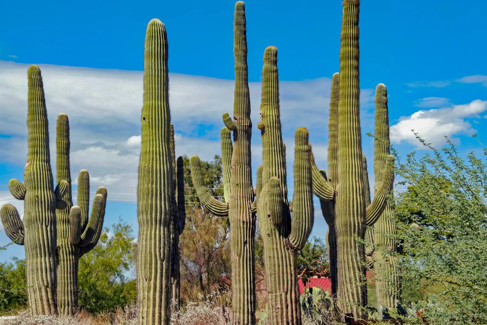Gilbert, AZ — the community we serve